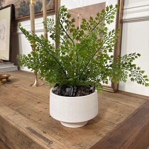 Target Faux Fern in White Planter